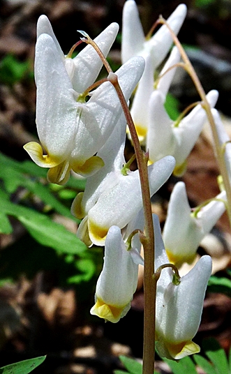 {Dicentra cucullaria}
